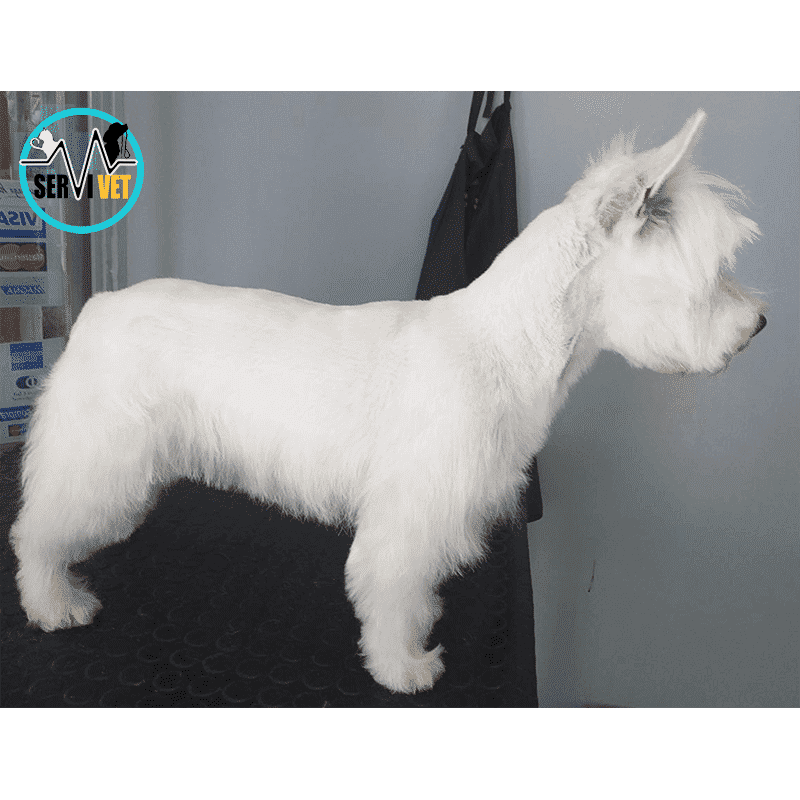 peluqueria canina viña del mar