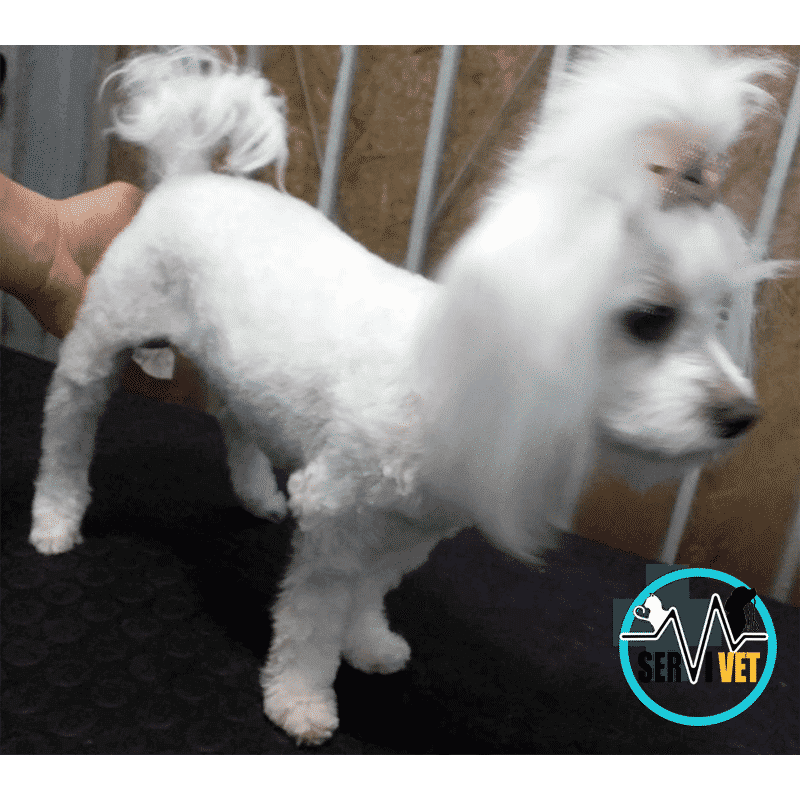 peluqueria canina viña del mar