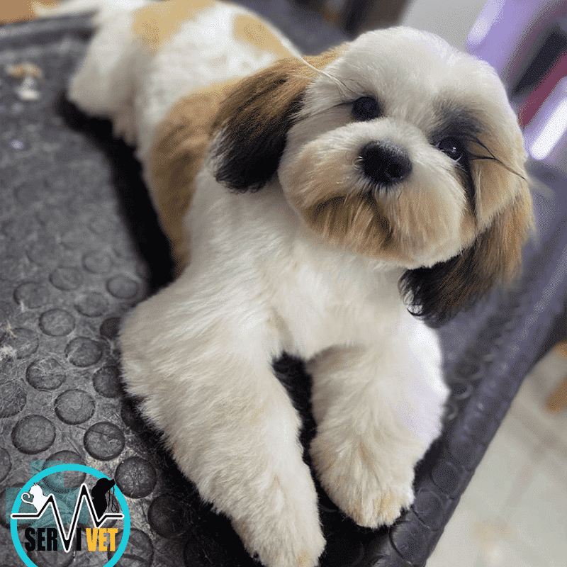 peluqueria canina viña del mar