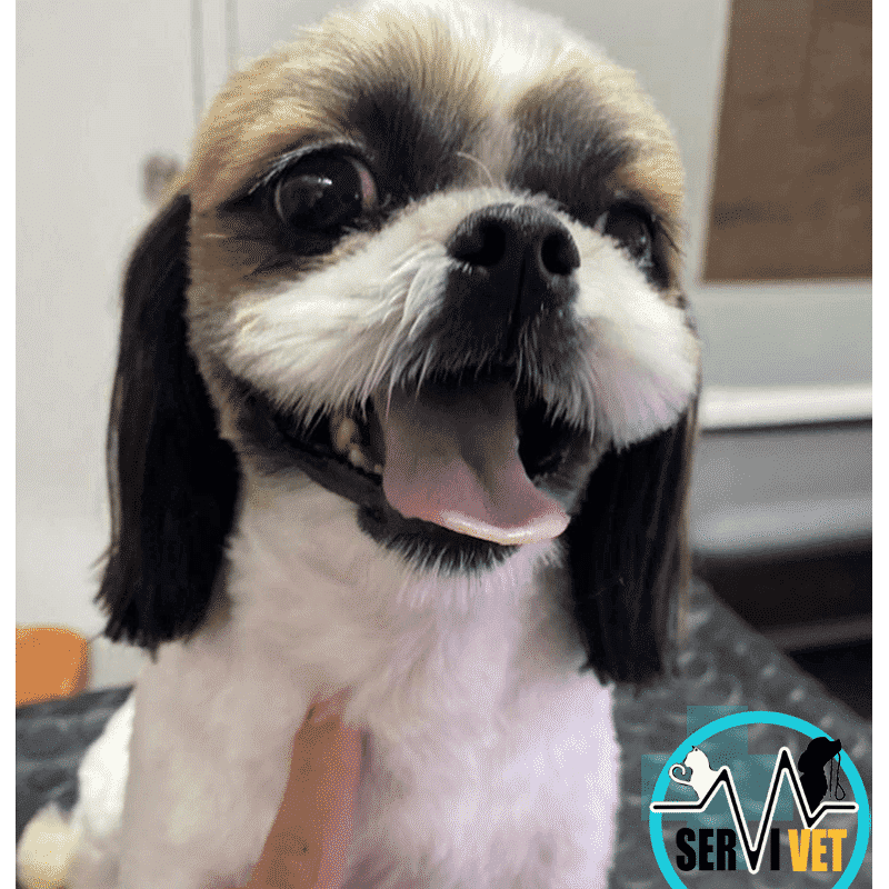 peluqueria canina viña del mar