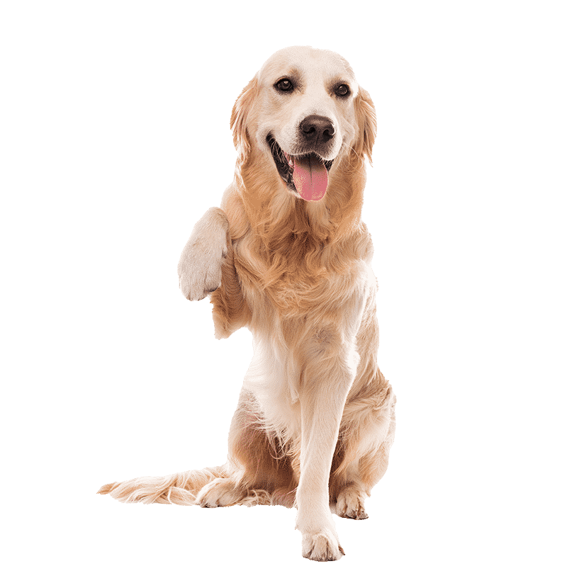 perro peng Servispa Veterinaria mayo 6, 2025 - https://servispavet.cl medicina veterinaria
