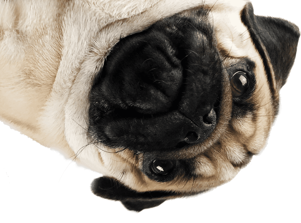 pngwing.com 5 Servispa Veterinaria junio 18, 2025 - https://servispavet.cl medicina veterinaria