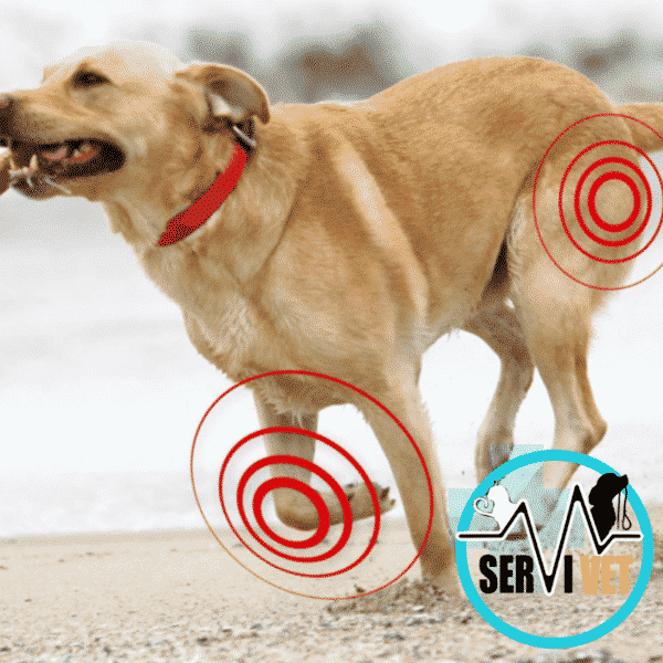 Artri-Tabs Para Perros 60 Tabletas - Imagen 3