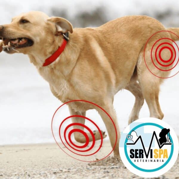 Artri-Tabs Para Perros 60 Tabletas - Imagen 3