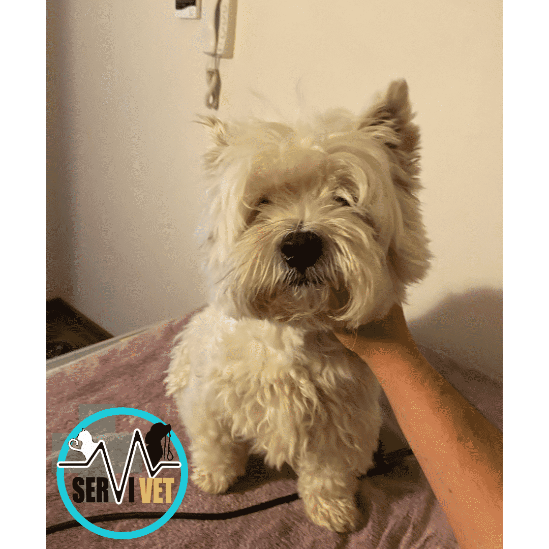 7 Servispa Veterinaria mayo 6, 2025 - https://servispavet.cl medicina veterinaria