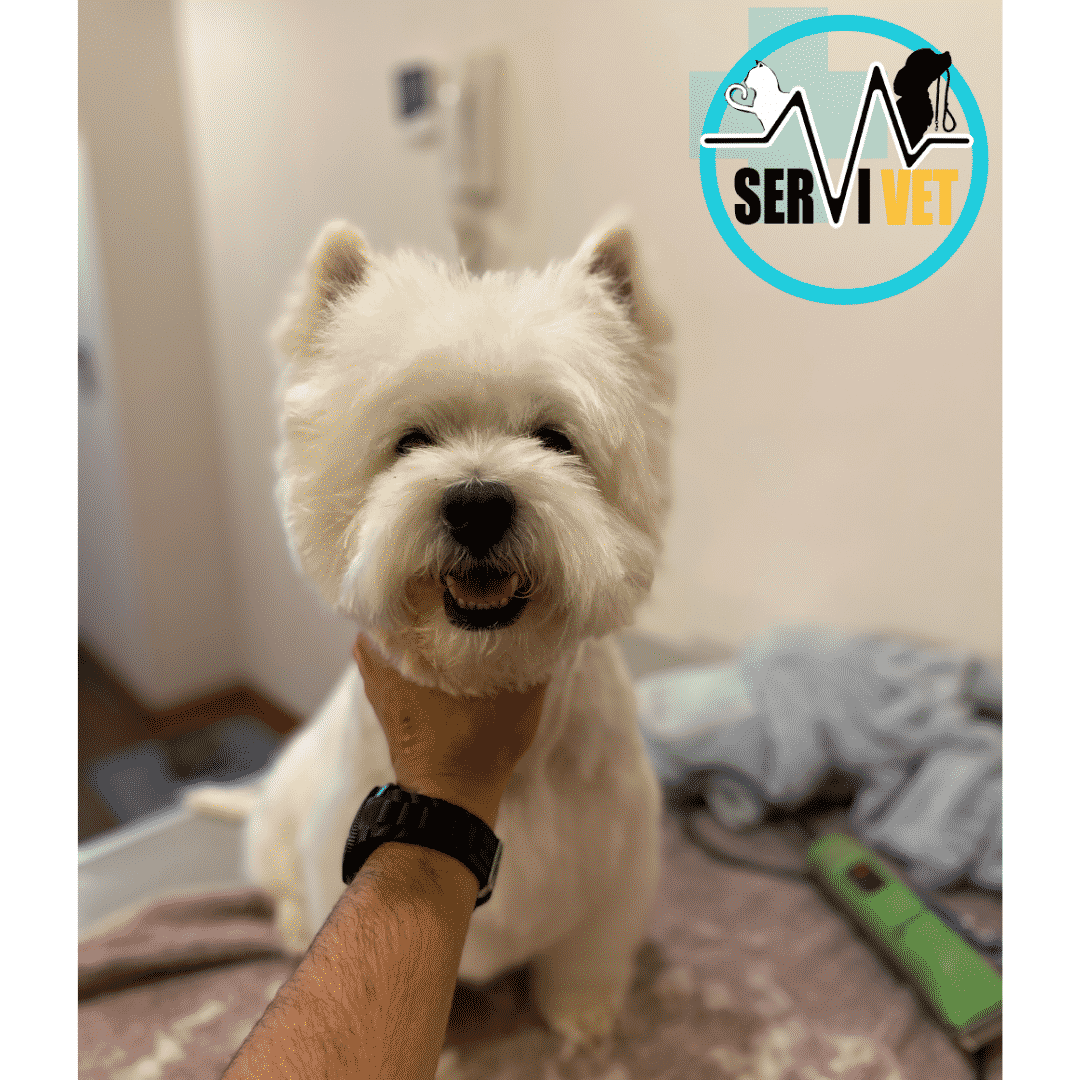8 Servispa Veterinaria mayo 6, 2025 - https://servispavet.cl medicina veterinaria