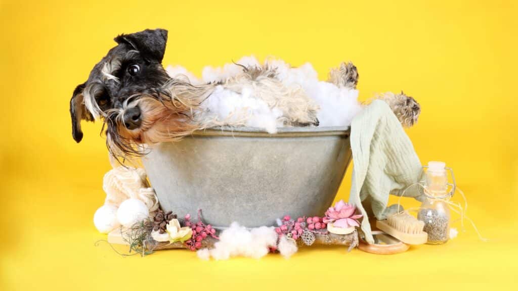 1 Servispa Veterinaria mayo 6, 2025 - https://servispavet.cl medicina veterinaria